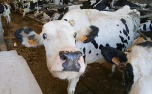 Radiografía de la lechería española cae el precio y se vende menos leche