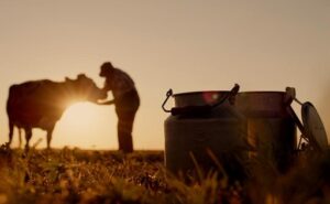 Asturias destina 200.000 euros para garantizar la recogida de leche en zonas de montaña