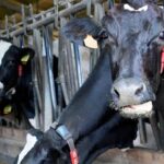 Cártel de la leche piden acelerar las indemnizaciones para los productores afectados