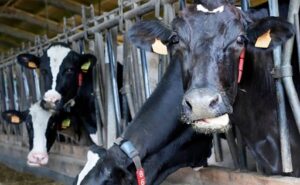 Cártel de la leche piden acelerar las indemnizaciones para los productores afectados