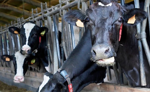 Cártel de la leche piden acelerar las indemnizaciones para los productores afectados