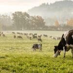Chile el precio de la leche acumula una caída de 1,7% hasta mayo pese al aumento de la producción
