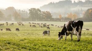 Chile el precio de la leche acumula una caída de 1,7% hasta mayo pese al aumento de la producción