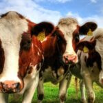 Chile la recepción de leche cruda creció 4,1% a mayo y consolida la recuperación del sector