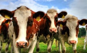 Chile la recepción de leche cruda creció 4,1% a mayo y consolida la recuperación del sector