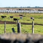 Colonización proyecta incorporar más tierras para impulsar la lechería familiar en Uruguay