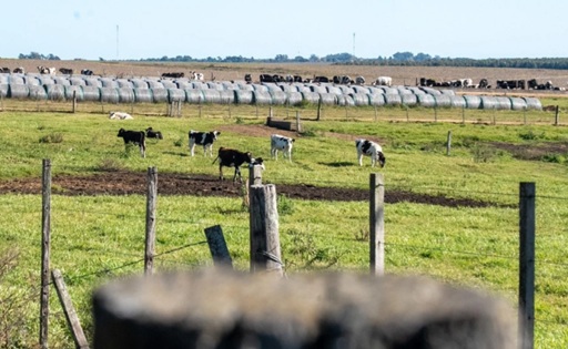 Colonización proyecta incorporar más tierras para impulsar la lechería familiar en Uruguay