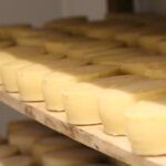 De la lana al oro: la producción ovina que conquistó el Concurso Nacional de Quesos De la lana al oro la producción ovina que conquistó el Concurso Nacional de Quesos