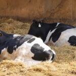 Descansar más para producir más: el hábito que puede aumentar la producción de leche Descansar más para producir más leche