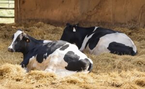 Descansar más para producir más leche