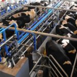 Descanso y rumia: la estrategia que puede aumentar la producción de leche sin elevar los costos Descanso y rumia la estrategia que puede aumentar la producción de leche sin elevar los costos