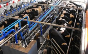 Descanso y rumia la estrategia que puede aumentar la producción de leche sin elevar los costos