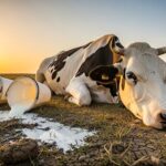 El clima reduce la producción de leche en Panamá y golpea con fuerza a la industria láctea