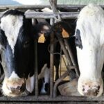 El precio de la leche cae a 45,5 céntimos y reduce 14,3 millones los ingresos de las granjas gallegas El precio de la leche cae a 45,5 céntimos y reduce 14,3 millones los ingresos de las granjas gallegas