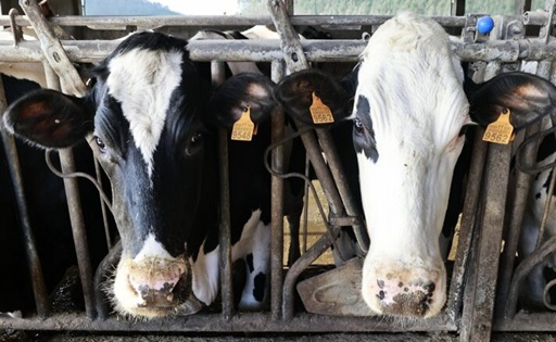 El precio de la leche cae a 45,5 céntimos y reduce 14,3 millones los ingresos de las granjas gallegas
