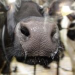 El precio de la leche en Asturias cayó un 8,4% en mayo y quedó por debajo de los 50 céntimos por litro