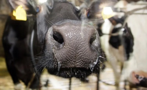 El precio de la leche en Asturias cayó un 8,4% en mayo y quedó por debajo de los 50 céntimos por litro