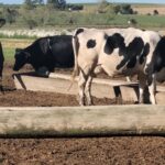 El precio de la leche frenó su caída frente a la inflación, pero sigue 20% por debajo en términos reales