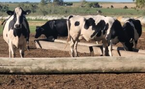 El precio de la leche frenó su caída frente a la inflación, pero sigue 20% por debajo en términos reales
