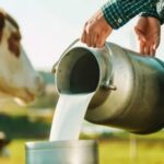 Empresas familiares: el modelo que sigue impulsando a la industria láctea argentina Empresas familiares el modelo que sigue impulsando a la industria láctea argentina