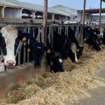 España aumentó la producción de leche, pero los precios al productor siguieron cayendo