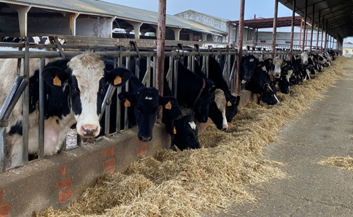 España aumentó la producción de leche, pero los precios al productor siguieron cayendo