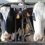España el precio de la leche vuelve a niveles de hace dos años