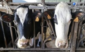 España el precio de la leche vuelve a niveles de hace dos años
