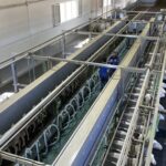 España reduce la producción de leche de oveja mientras los precios alcanzan máximos de 2026