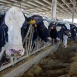 Estrés térmico: cómo el calor reduce la producción de leche Estrés térmico cómo el calor reduce la producción de leche
