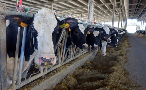 Estrés térmico cómo el calor reduce la producción de leche