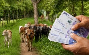 Fedegán alerta pérdidas por $13.000 millones en la ganadería y la producción de leche por eventos climáticos