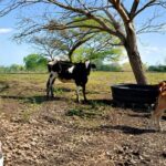 Ganaderos del Caribe colombiano alertan por una caída de hasta 60% en la producción de leche