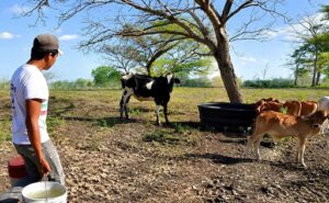 Ganaderos del Caribe colombiano alertan por una caída de hasta 60% en la producción de leche