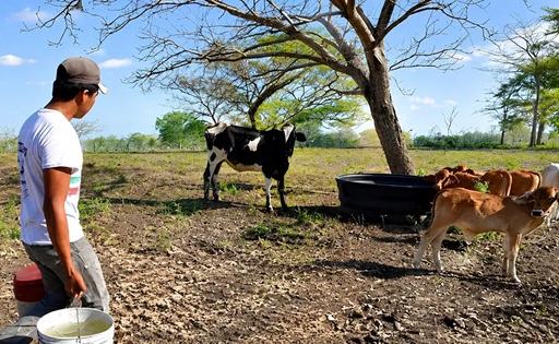 Ganaderos del Caribe colombiano alertan por una caída de hasta 60% en la producción de leche