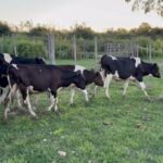 La SPLF prueba la recría de machos Holando como nueva alternativa para la lechería uruguaya