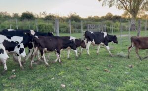 La SPLF prueba la recría de machos Holando como nueva alternativa para la lechería uruguaya