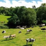 La granja ecológica que transformó la leche en una marca de yogures líder en España