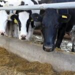 La lechería argentina acelera su concentración cerraron 231 establecimientos en un año