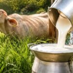 La rentabilidad de una lechería comienza con el forraje