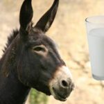 Leche de burra: una producción de nicho que busca crecer en Argentina Leche de burra una producción de nicho que busca crecer en Argentina