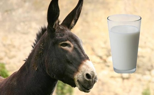 Leche de burra una producción de nicho que busca crecer en Argentina