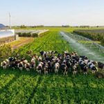 Lecheros de Entre Ríos ven en el RIMI una oportunidad para modernizar la producción Lecheros de Entre Ríos ven en el RIMI una oportunidad para modernizar la producción