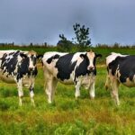 Menores costos sostienen la rentabilidad de la producción lechera