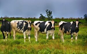 Menores costos sostienen la rentabilidad de la producción lechera