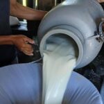 Nicaragua acopió 89,1 millones de galones de leche en el primer semestre de 2026