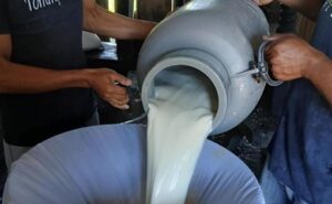 Nicaragua acopió 89,1 millones de galones de leche en el primer semestre de 2026