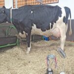 Paraguay bate un récord una vaca produjo 108,7 litros de leche en un solo día