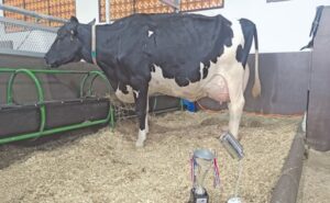 Paraguay bate un récord una vaca produjo 108,7 litros de leche en un solo día