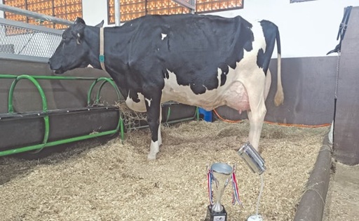 Paraguay bate un récord una vaca produjo 108,7 litros de leche en un solo día
